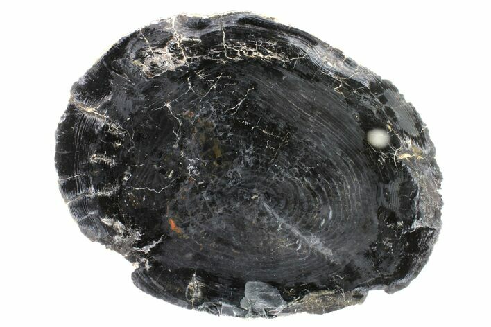 Polished Petrified Wood (Conifer) Section - Oregon #163650